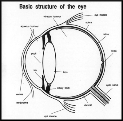 Basic structure of the eye
