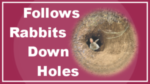 A rabbit is peeping out of its hole, just daring you to follow it. Includes the words "Follows Rabbits Down Holes".
