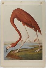 John James Audubon : American Flamingo, 1864
